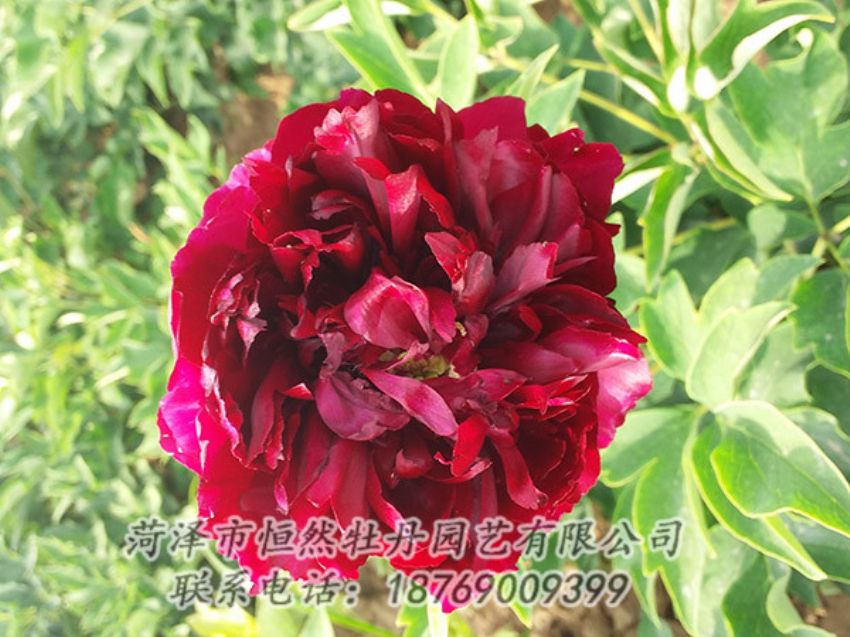 點擊查看詳細(xì)信息<br>標(biāo)題：紅色牡丹 閱讀次數(shù)：994