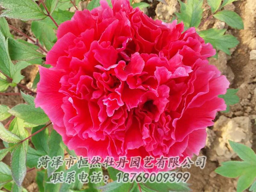 點擊查看詳細(xì)信息<br>標(biāo)題：紅色牡丹 閱讀次數(shù)：1112