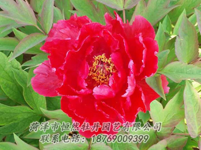 點擊查看詳細(xì)信息<br>標(biāo)題：紅色牡丹 閱讀次數(shù)：1150