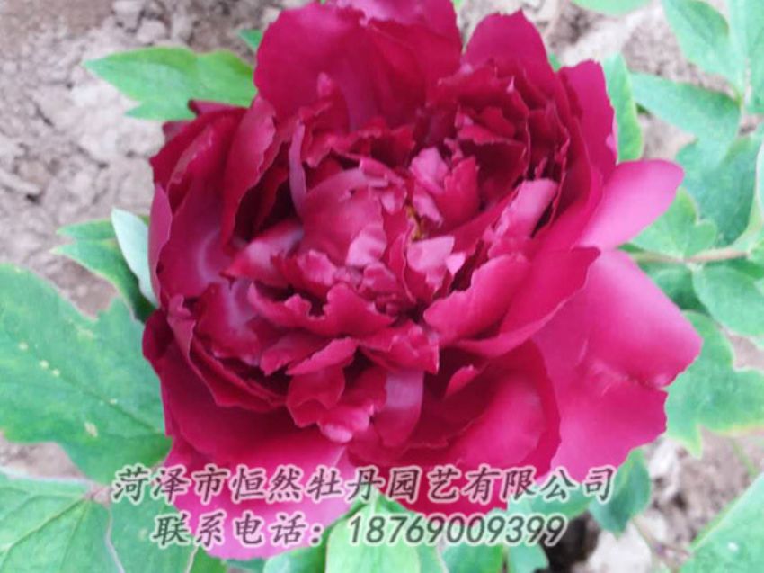 點(diǎn)擊查看詳細(xì)信息<br>標(biāo)題：紅色牡丹 閱讀次數(shù)：1359