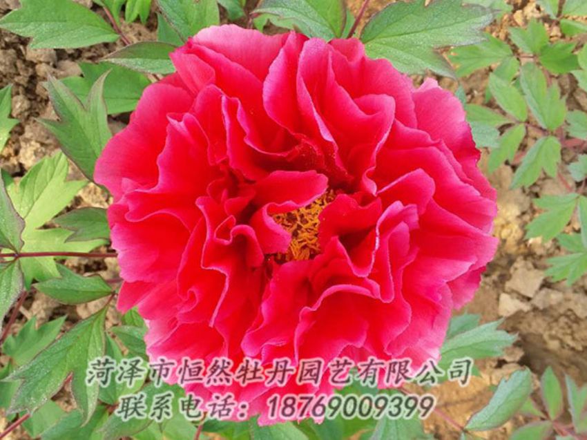 點(diǎn)擊查看詳細(xì)信息<br>標(biāo)題：紅色牡丹 閱讀次數(shù)：1194