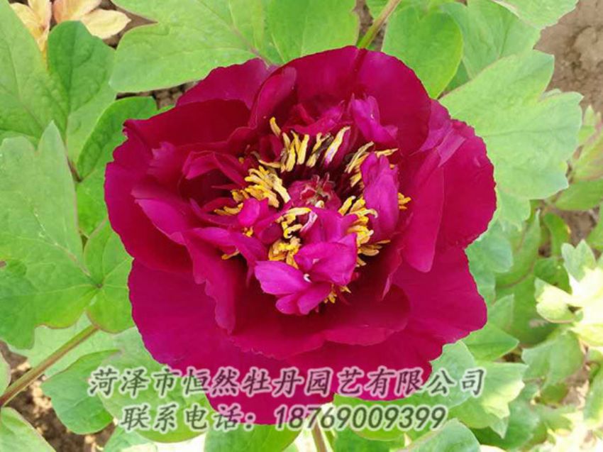點(diǎn)擊查看詳細(xì)信息<br>標(biāo)題：紅色牡丹 閱讀次數(shù)：1874