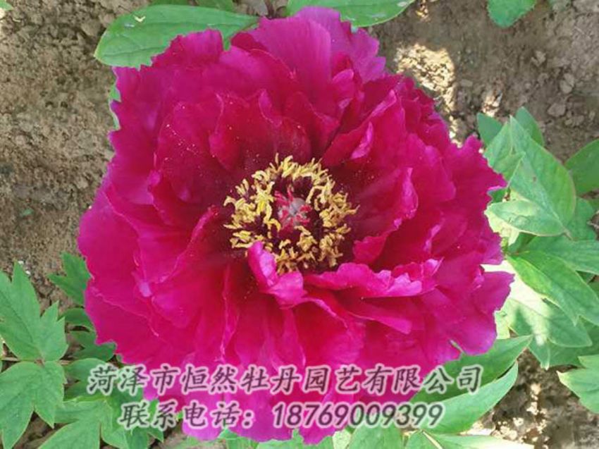 點(diǎn)擊查看詳細(xì)信息<br>標(biāo)題：紅色牡丹 閱讀次數(shù)：1305