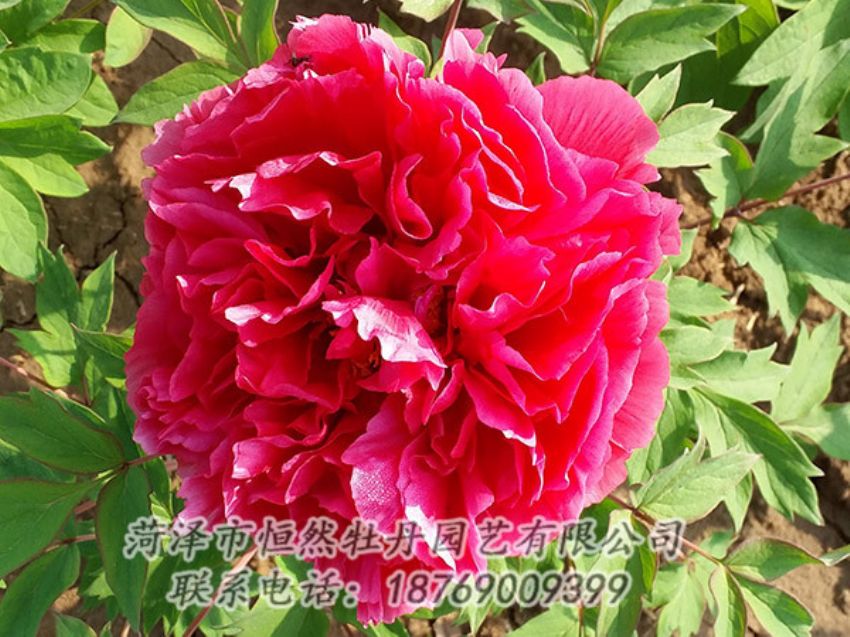 點(diǎn)擊查看詳細(xì)信息<br>標(biāo)題：紅色牡丹 閱讀次數(shù)：1305