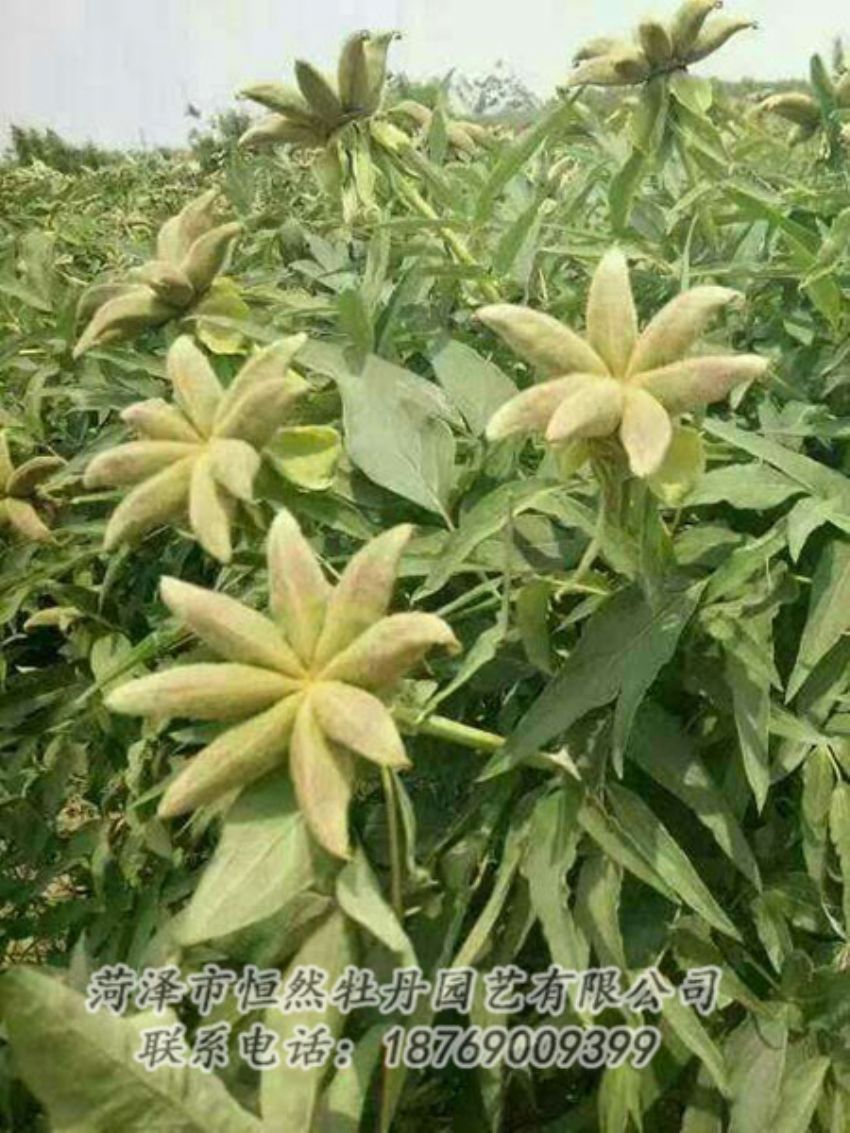 點擊查看詳細信息<br>標題：油用牡丹 閱讀次數(shù)：1272