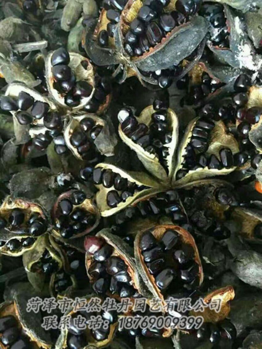 點擊查看詳細信息<br>標題：油用牡丹 閱讀次數(shù)：1325