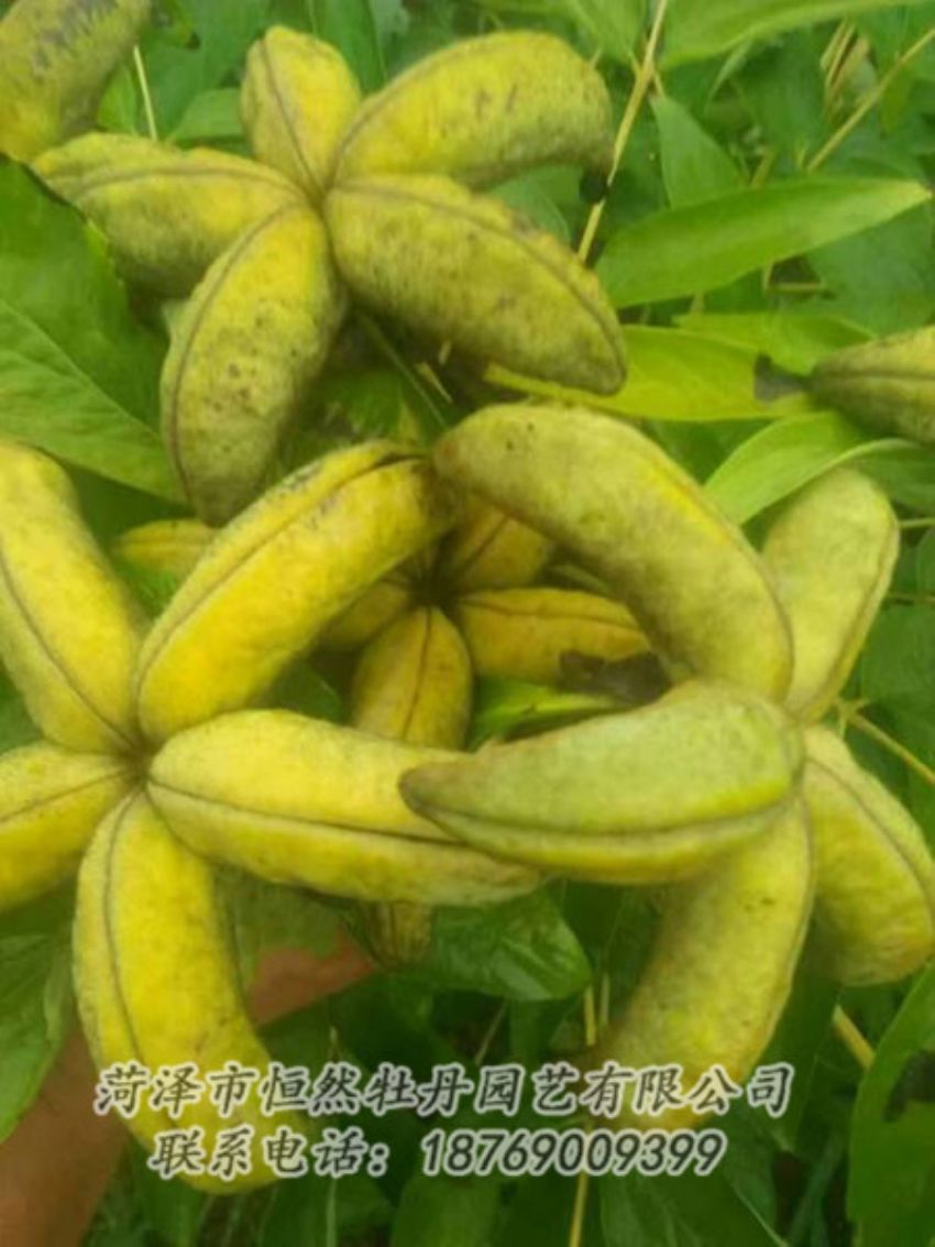 點擊查看詳細信息<br>標題：油用牡丹 閱讀次數(shù)：1313