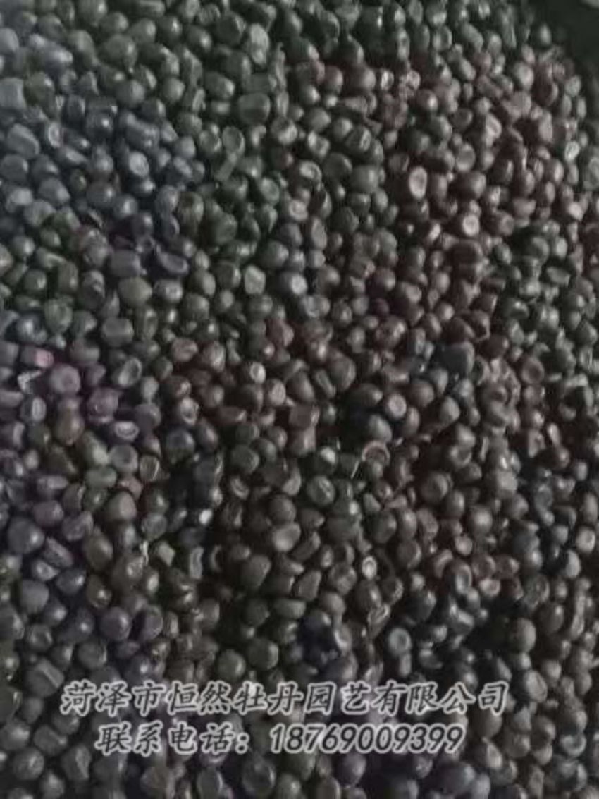 點擊查看詳細(xì)信息<br>標(biāo)題：油用牡丹 閱讀次數(shù)：1236