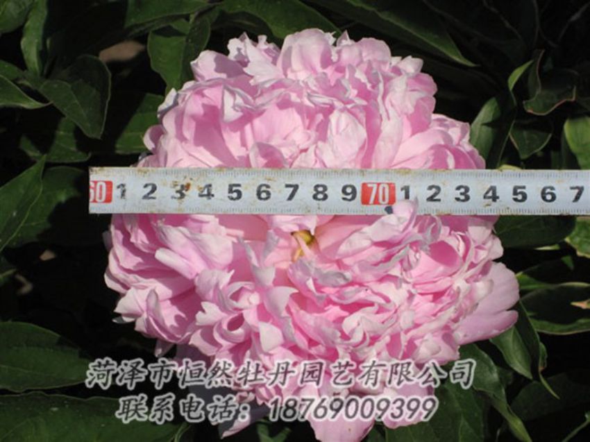 點(diǎn)擊查看詳細(xì)信息<br>標(biāo)題：桃面爭(zhēng)春 閱讀次數(shù)：1246