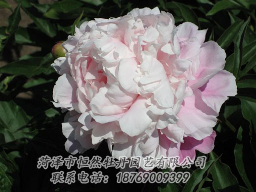 點擊查看詳細信息<br>標題：粉玉樓 閱讀次數(shù)：1222