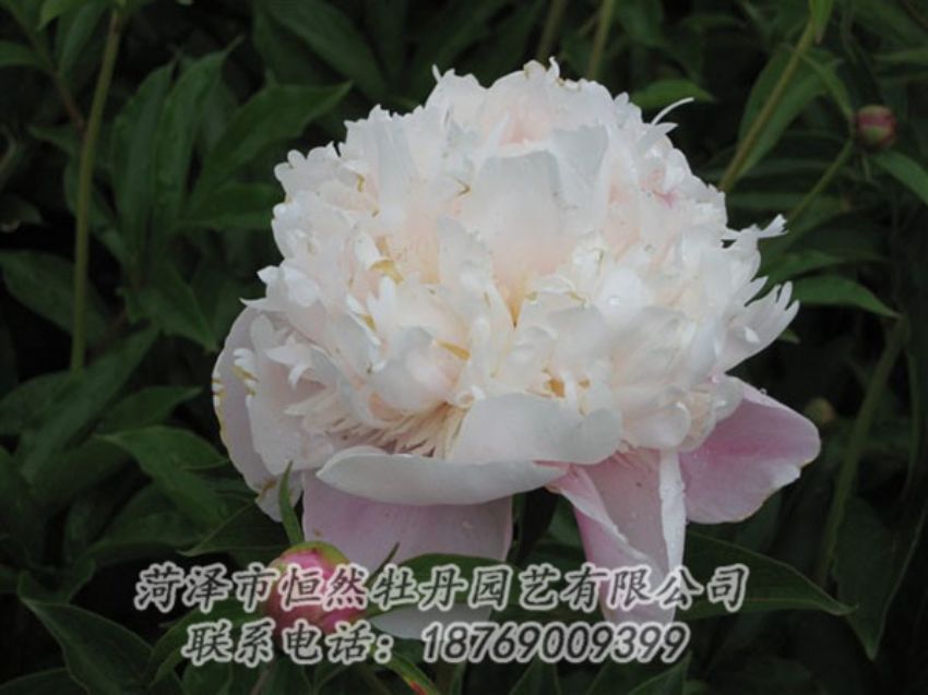 點擊查看詳細信息<br>標題：粉池滴翠 閱讀次數(shù)：1275