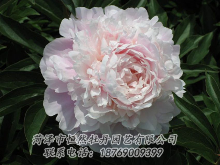 點擊查看詳細信息<br>標題：遲粉 閱讀次數(shù)：1257