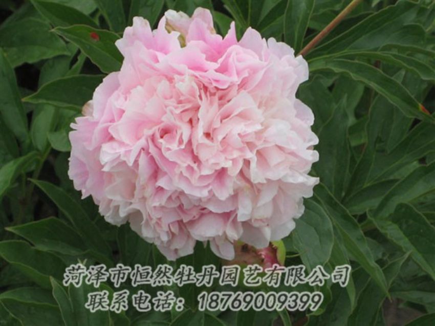 點擊查看詳細信息<br>標題：粉面桃花 閱讀次數(shù)：1327