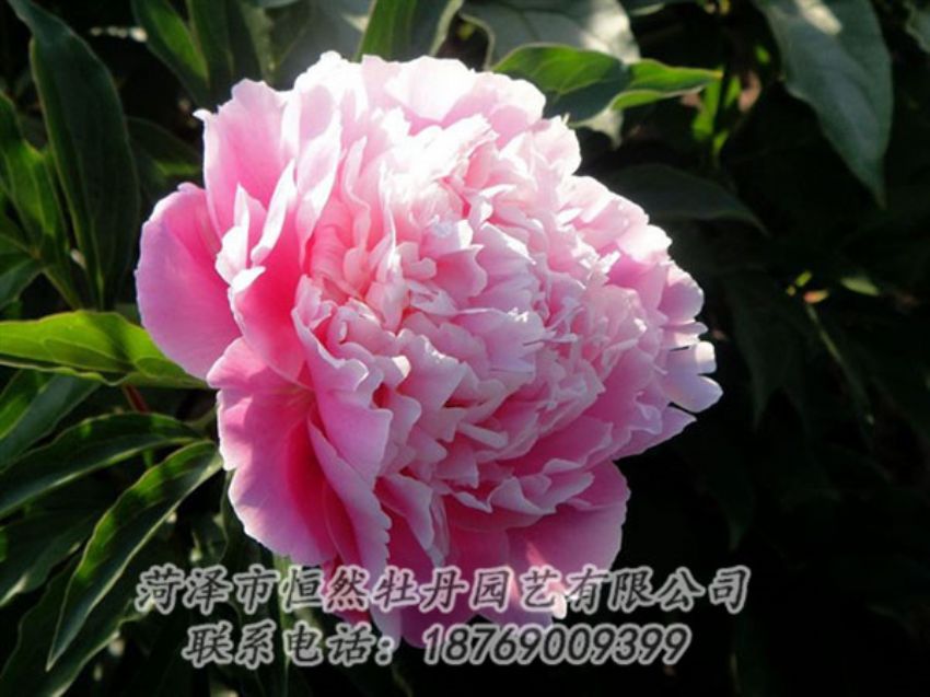 點(diǎn)擊查看詳細(xì)信息<br>標(biāo)題：粉色芍藥 閱讀次數(shù)：2062