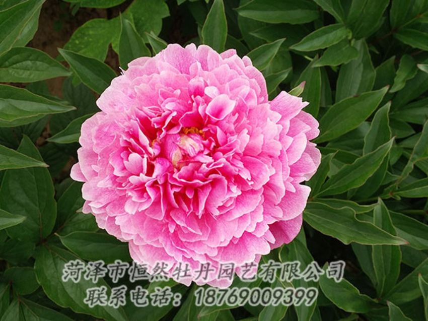 點擊查看詳細信息<br>標題：粉色芍藥 閱讀次數(shù)：1204