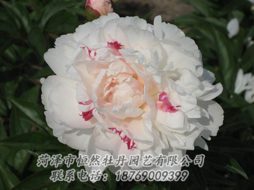 點(diǎn)擊查看詳細(xì)信息<br>標(biāo)題：五花龍玉 閱讀次數(shù)：1236