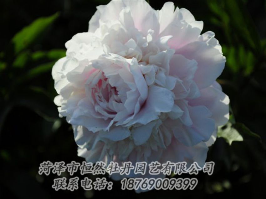 點擊查看詳細信息<br>標題：粉色芍藥 閱讀次數(shù)：1182