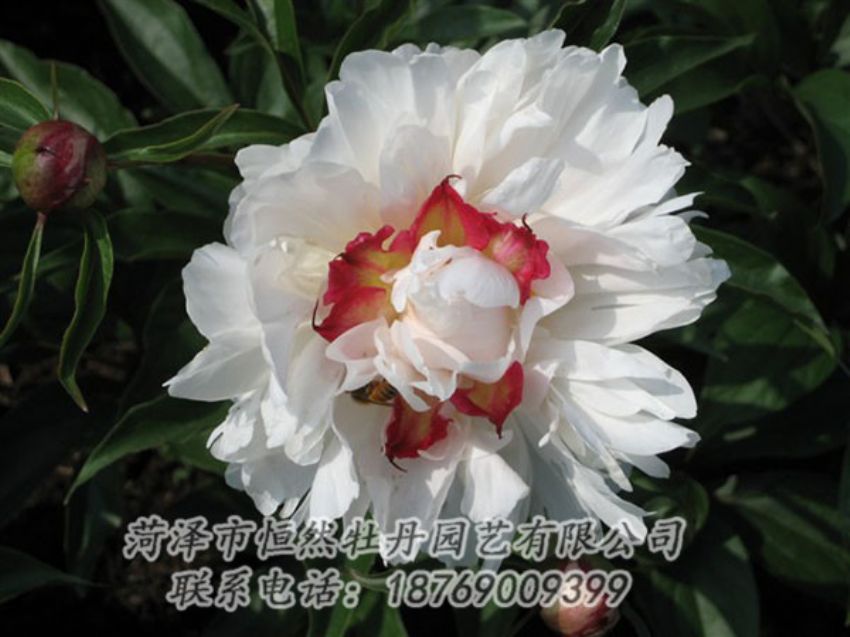 點(diǎn)擊查看詳細(xì)信息<br>標(biāo)題：無(wú)花龍玉 閱讀次數(shù)：2051