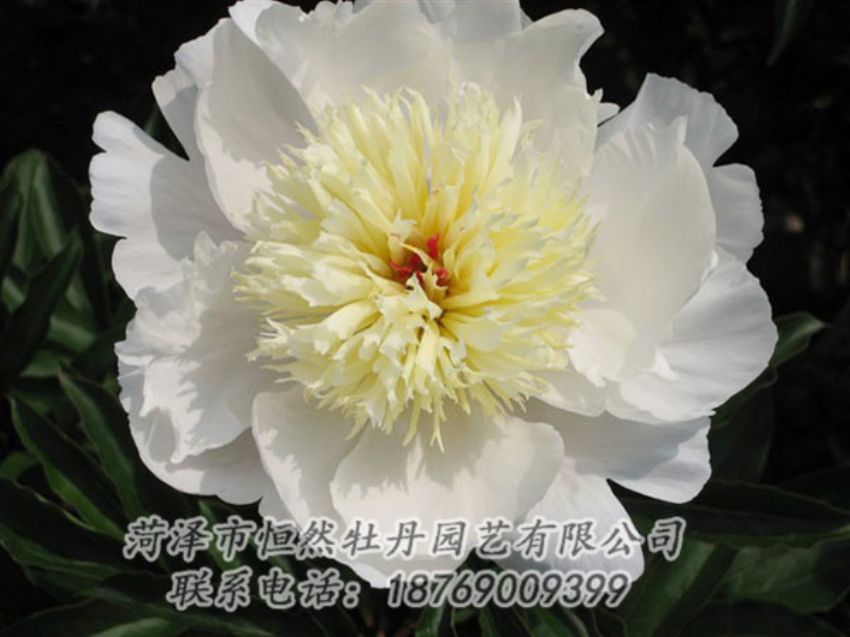 點(diǎn)擊查看詳細(xì)信息<br>標(biāo)題：金簪刺玉 閱讀次數(shù)：1271