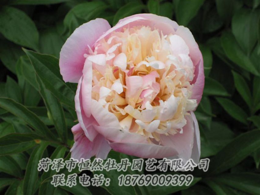 點(diǎn)擊查看詳細(xì)信息<br>標(biāo)題：湖光山色 閱讀次數(shù)：1263