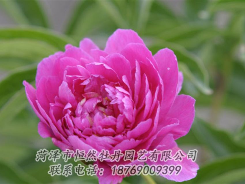 點(diǎn)擊查看詳細(xì)信息<br>標(biāo)題：紅茶花 閱讀次數(shù)：1040
