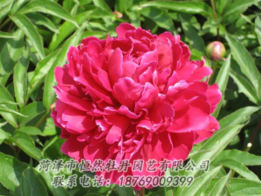 點(diǎn)擊查看詳細(xì)信息<br>標(biāo)題：國(guó)紅 閱讀次數(shù)：1027