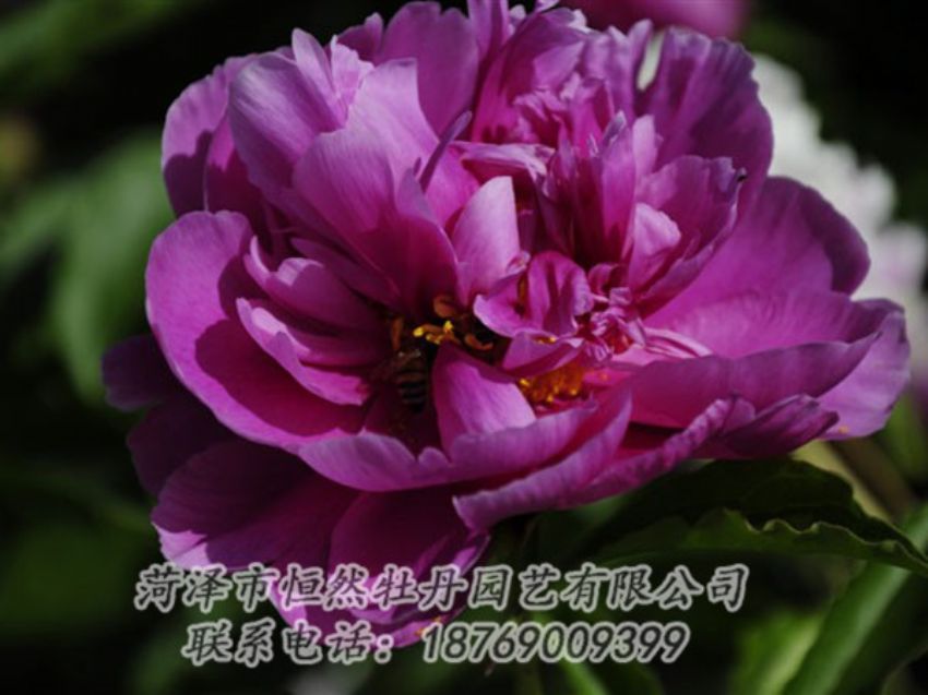 點(diǎn)擊查看詳細(xì)信息<br>標(biāo)題：紫凌 閱讀次數(shù)：1181