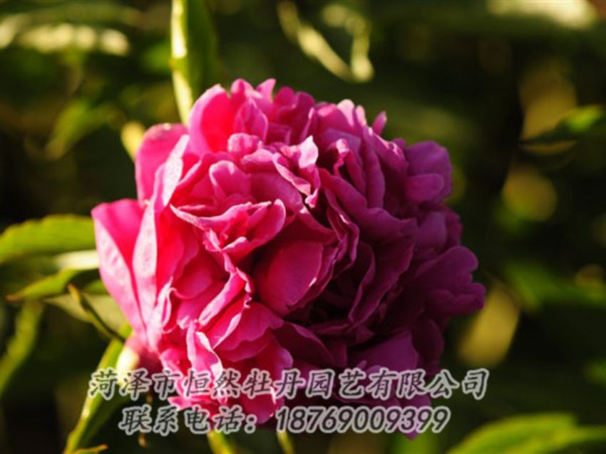 點(diǎn)擊查看詳細(xì)信息<br>標(biāo)題：紫鳳朝陽(yáng) 閱讀次數(shù)：1255