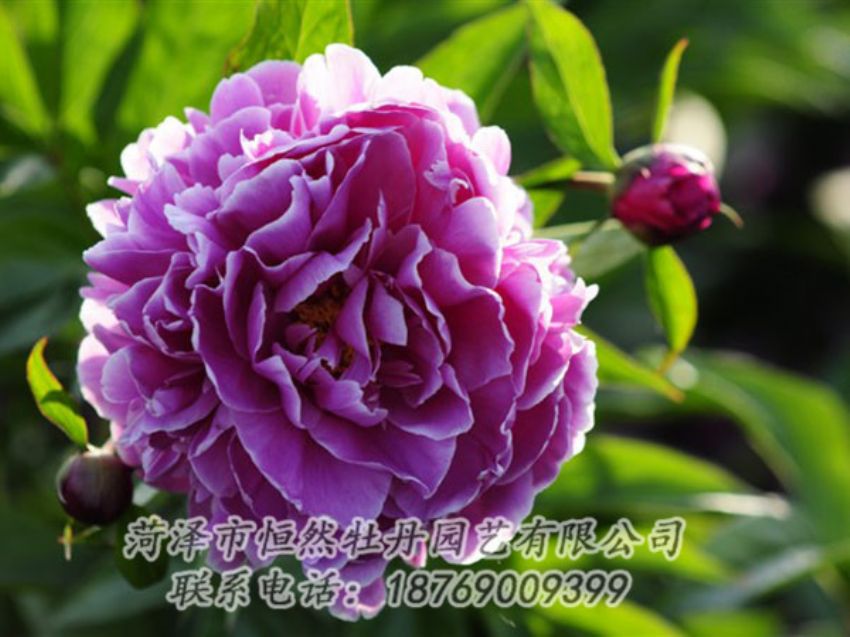 點(diǎn)擊查看詳細(xì)信息<br>標(biāo)題：紫色芍藥 閱讀次數(shù)：1280
