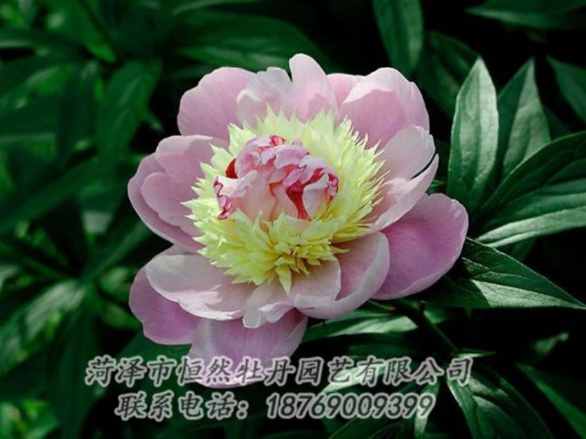 點(diǎn)擊查看詳細(xì)信息<br>標(biāo)題：復(fù)色芍藥 閱讀次數(shù)：1212