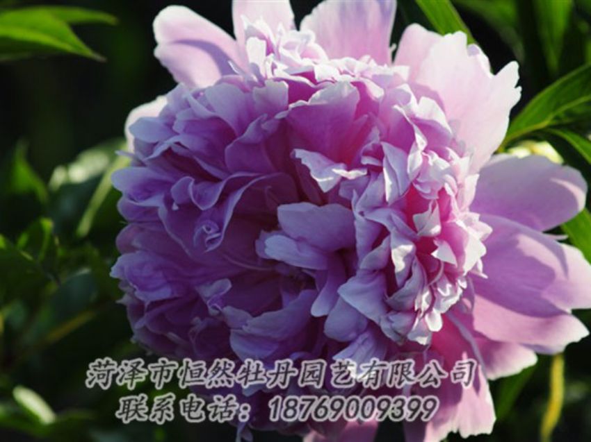 點(diǎn)擊查看詳細(xì)信息<br>標(biāo)題：藍(lán)菊 閱讀次數(shù)：1250