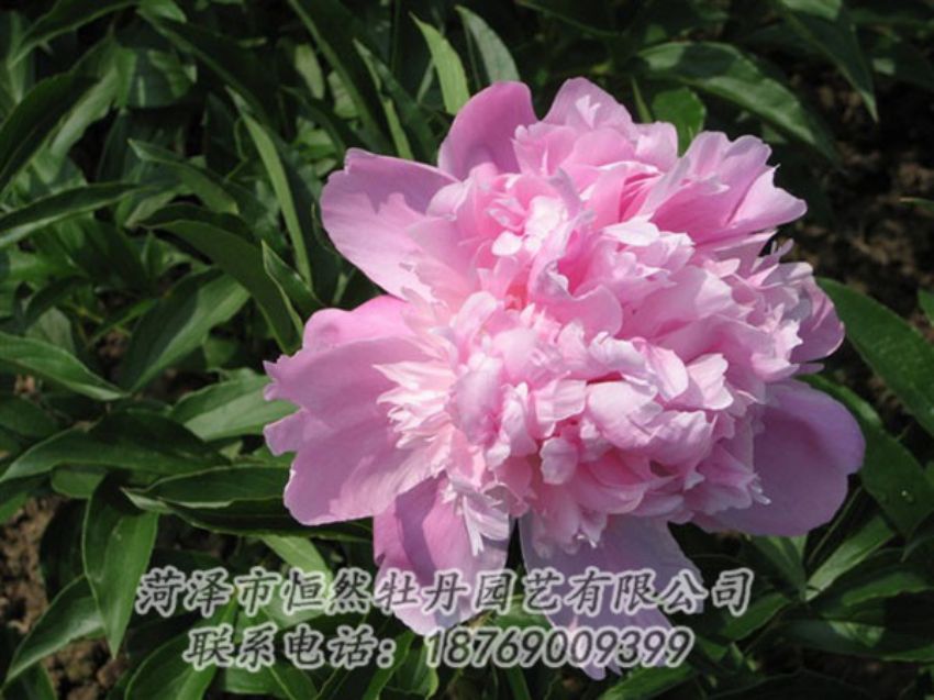點(diǎn)擊查看詳細(xì)信息<br>標(biāo)題：富士山 閱讀次數(shù)：1178