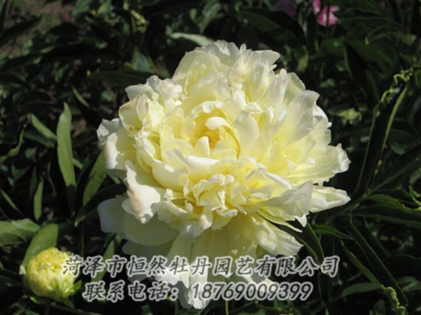 點(diǎn)擊查看詳細(xì)信息<br>標(biāo)題：黃金輪 閱讀次數(shù)：1219