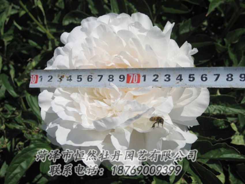 點擊查看詳細信息<br>標題：楊妃出浴 閱讀次數(shù)：1273