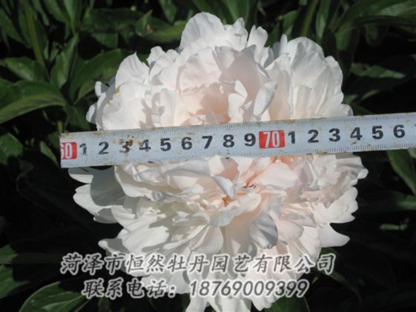 點擊查看詳細信息<br>標題：雪峰 閱讀次數(shù)：1145
