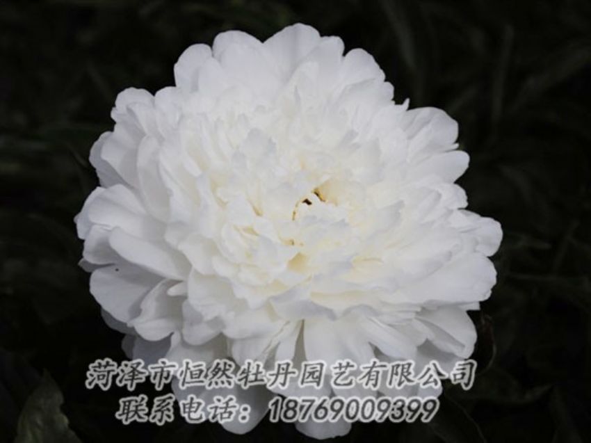 點擊查看詳細信息<br>標題：沙金冠頂 閱讀次數(shù)：1215