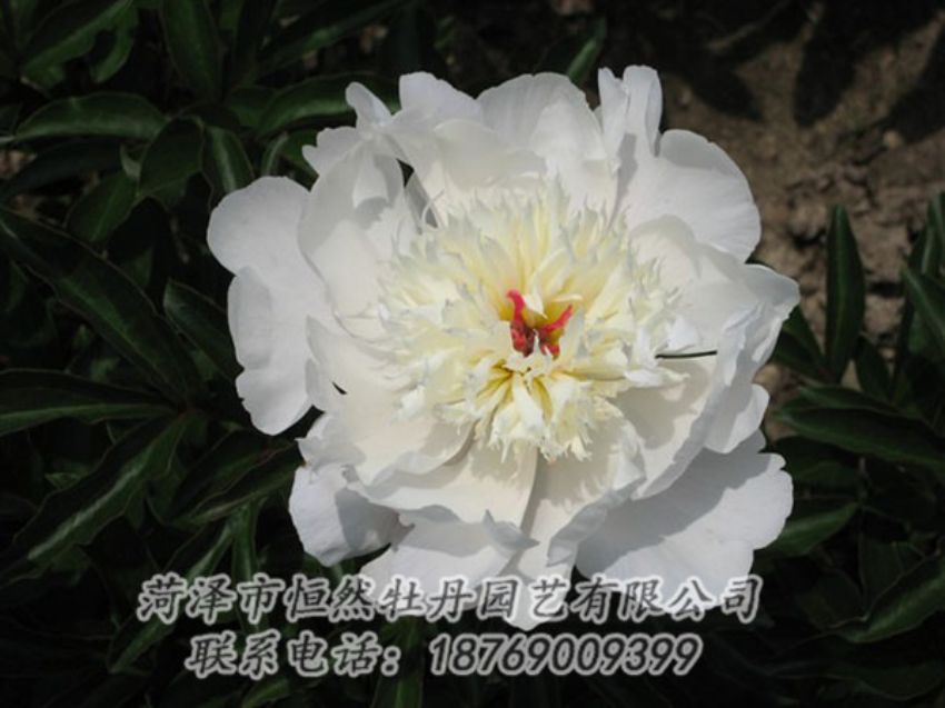 點擊查看詳細信息<br>標題：凌花晨浴 閱讀次數(shù)：1251