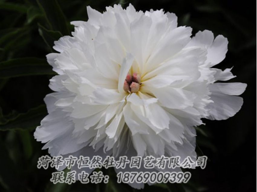 點擊查看詳細信息<br>標題：玲瓏玉 閱讀次數(shù)：1188