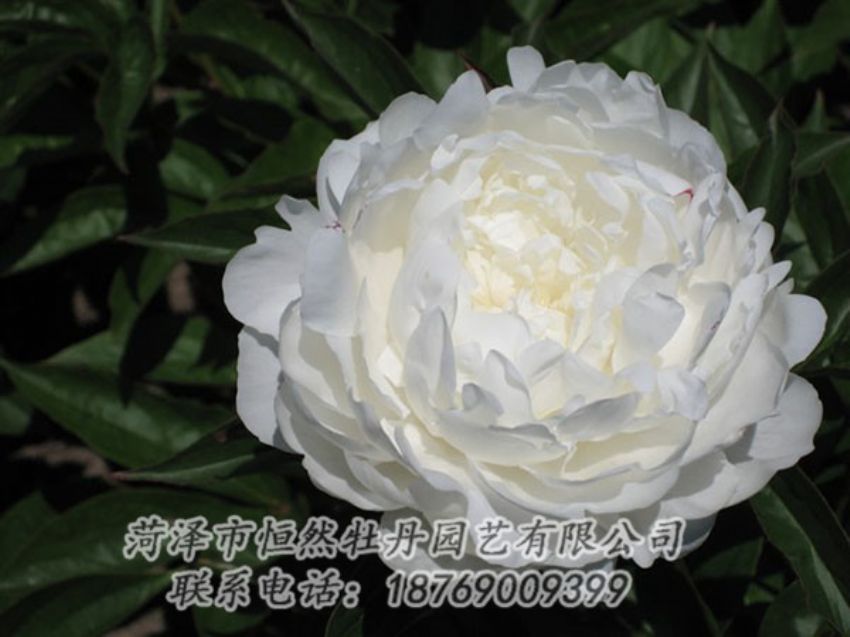 點擊查看詳細信息<br>標題：白玉盤 閱讀次數(shù)：1194