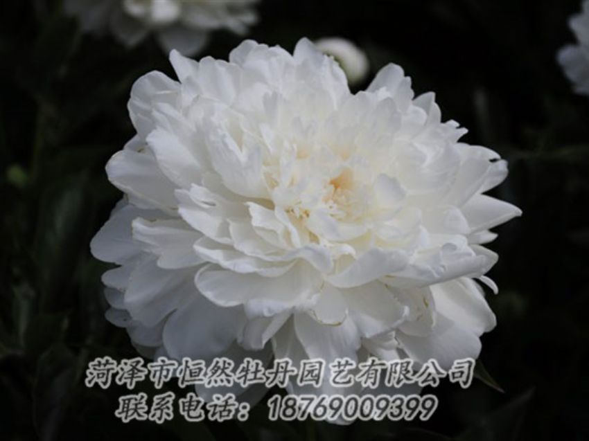 點擊查看詳細信息<br>標題：白色 閱讀次數(shù)：1229