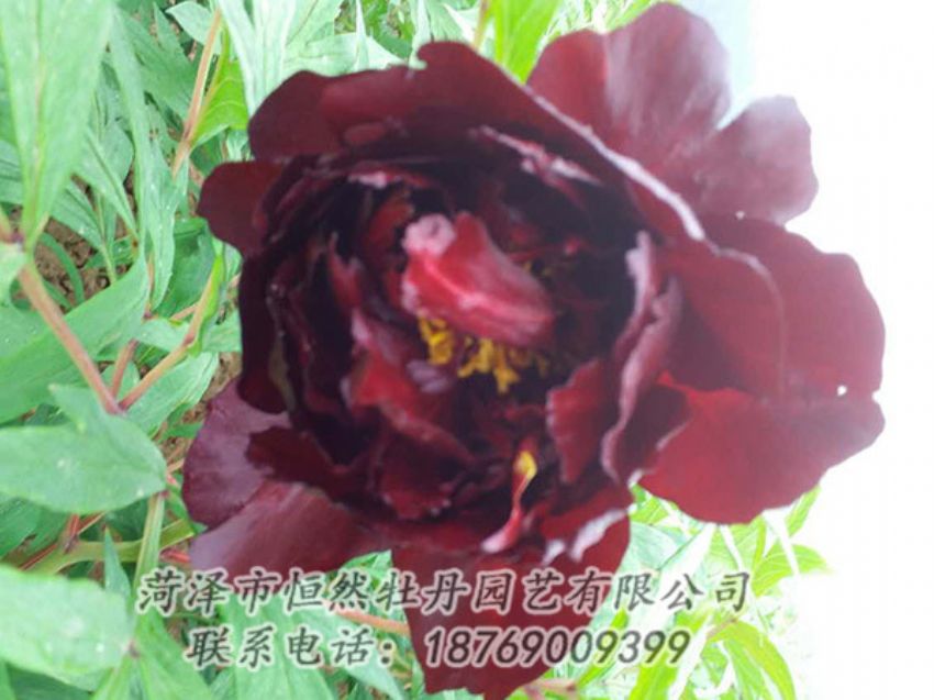 點擊查看詳細(xì)信息<br>標(biāo)題：黑色牡丹 閱讀次數(shù)：1197