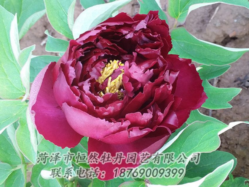 點擊查看詳細(xì)信息<br>標(biāo)題：黑色牡丹 閱讀次數(shù)：1199