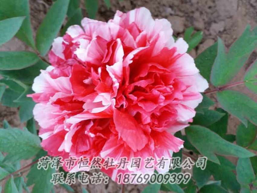 點(diǎn)擊查看詳細(xì)信息<br>標(biāo)題：復(fù)色牡丹 閱讀次數(shù)：1222