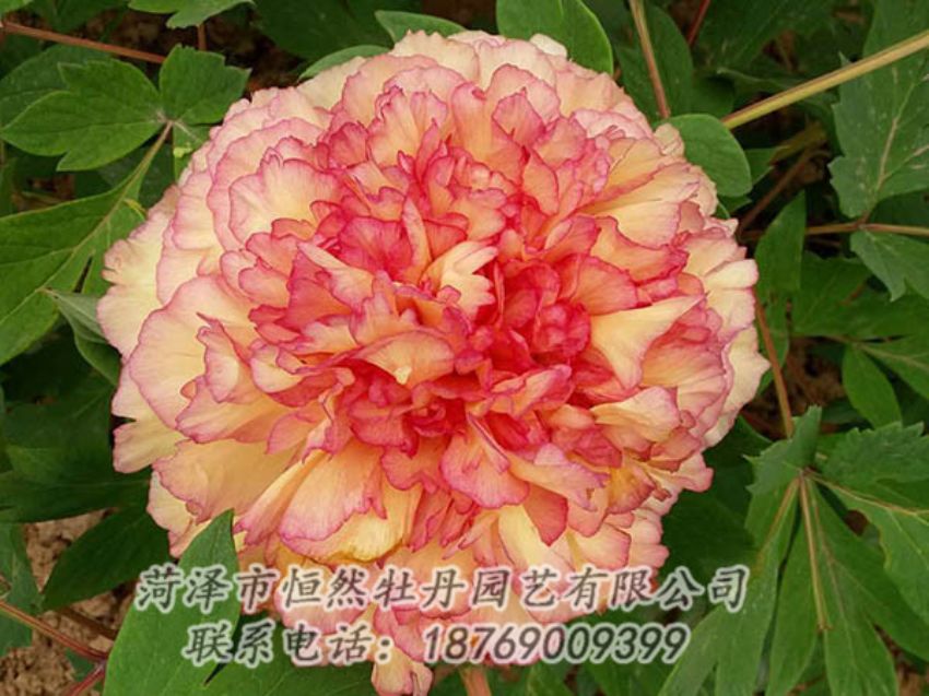 點(diǎn)擊查看詳細(xì)信息<br>標(biāo)題：復(fù)色牡丹 閱讀次數(shù)：1240