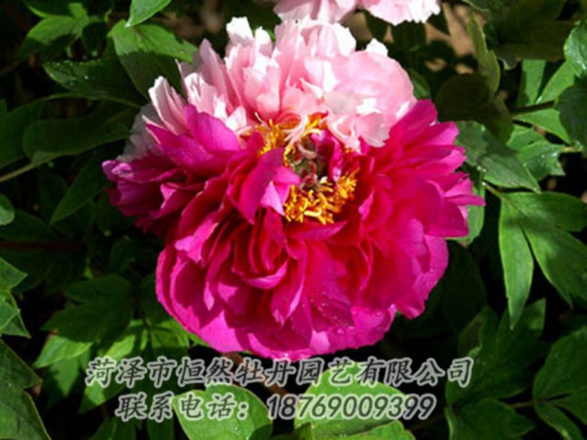 點(diǎn)擊查看詳細(xì)信息<br>標(biāo)題：復(fù)色牡丹 閱讀次數(shù)：1171