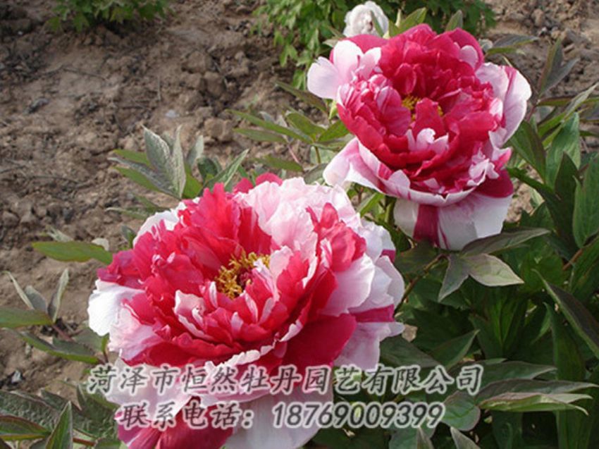 點(diǎn)擊查看詳細(xì)信息<br>標(biāo)題：復(fù)色牡丹 閱讀次數(shù)：1216