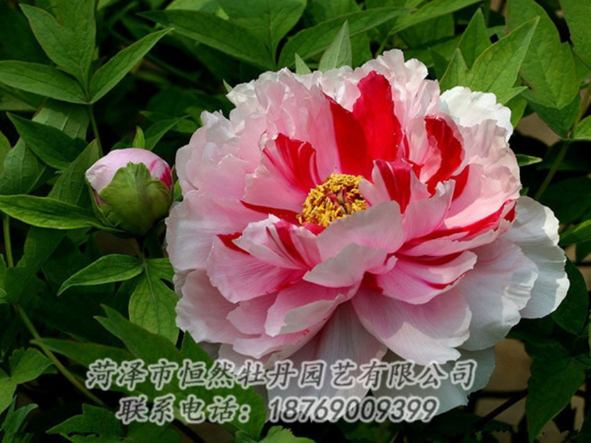 點(diǎn)擊查看詳細(xì)信息<br>標(biāo)題：復(fù)色牡丹 閱讀次數(shù)：1953