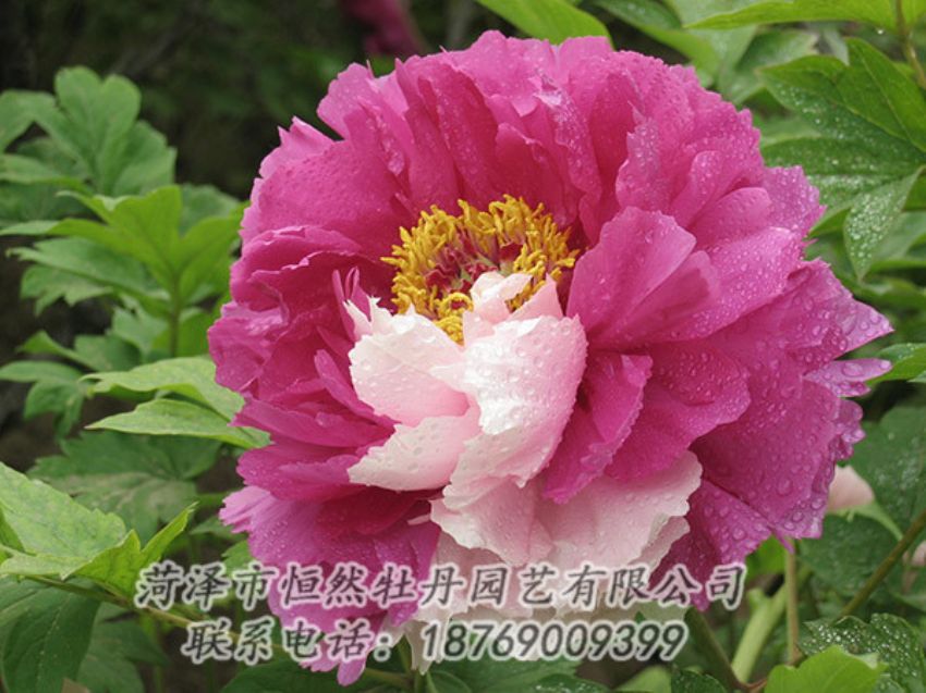 點(diǎn)擊查看詳細(xì)信息<br>標(biāo)題：復(fù)色牡丹 閱讀次數(shù)：1260