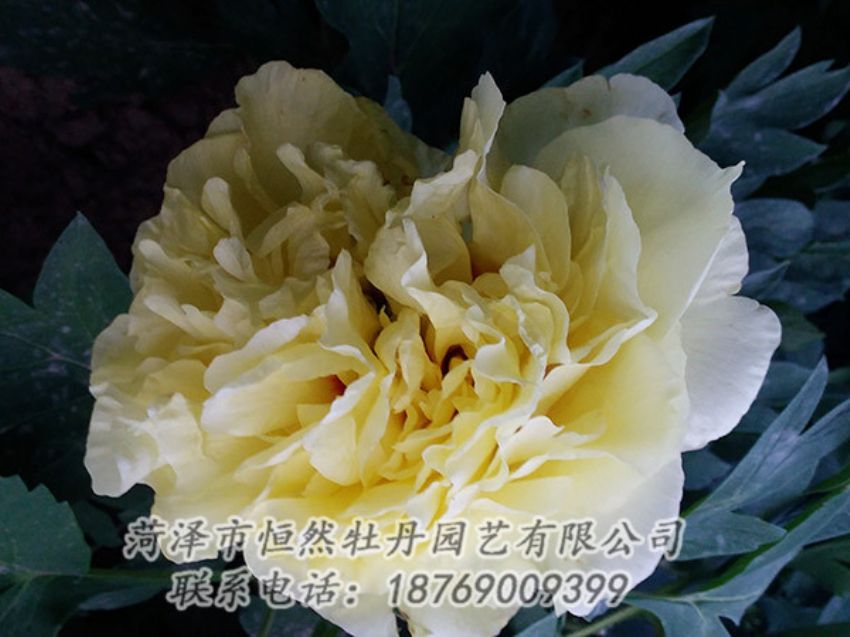 點(diǎn)擊查看詳細(xì)信息<br>標(biāo)題：黃色牡丹 閱讀次數(shù)：1156