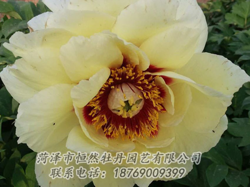 點(diǎn)擊查看詳細(xì)信息<br>標(biāo)題：黃色牡丹 閱讀次數(shù)：1172